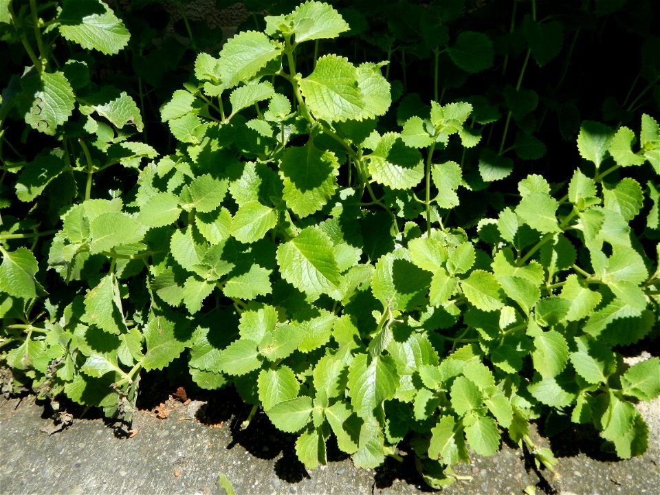 Origanum vulgare in Day care center of Barangay Poblacion South, 
Muñoz, Nueva Ecija.