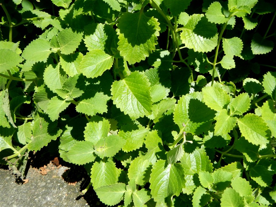 Origanum vulgare in Day care center of Barangay Poblacion South, 
Muñoz, Nueva Ecija.