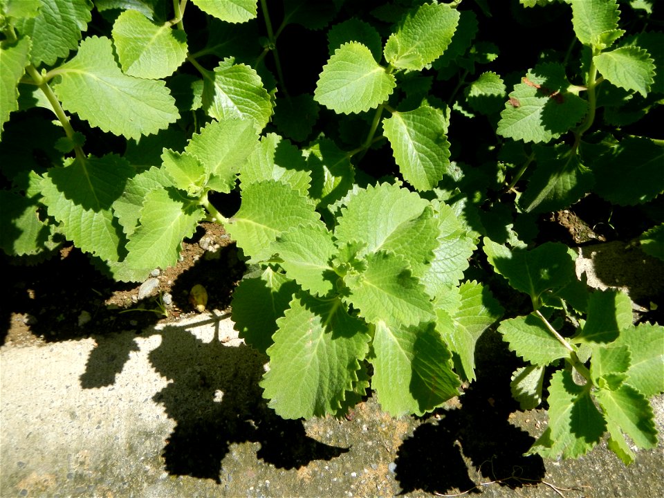 Origanum vulgare in Day care center of Barangay Poblacion South, 
Muñoz, Nueva Ecija.