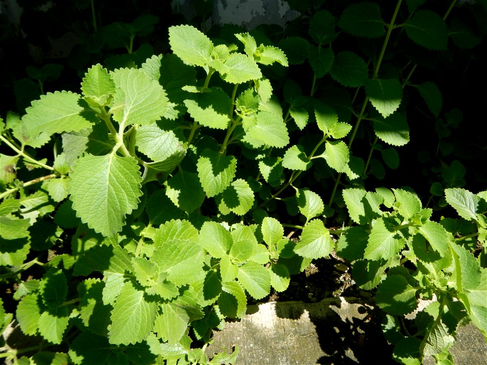 Origanum vulgare in Day care center of Barangay Poblacion South, 
Muñoz, Nueva Ecija.