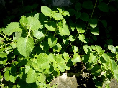 Origanum vulgare in Day care center of Barangay Poblacion South, 
Muñoz, Nueva Ecija.