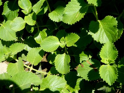 Origanum vulgare in Day care center of Barangay Poblacion South, 
Muñoz, Nueva Ecija.