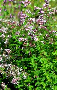 Flowering plants Oregano, Origanum vulgare from Botanical Garden of Charles University in Prague, Czech Republic photo