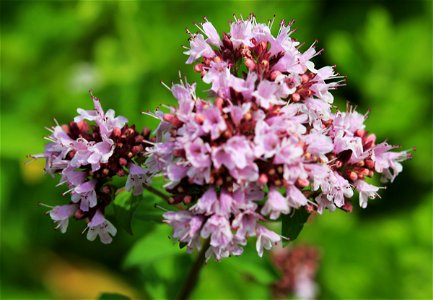Flowers of plants Oregano, Origanum vulgare from Botanical Garden of Charles University in Prague, Czech Republic