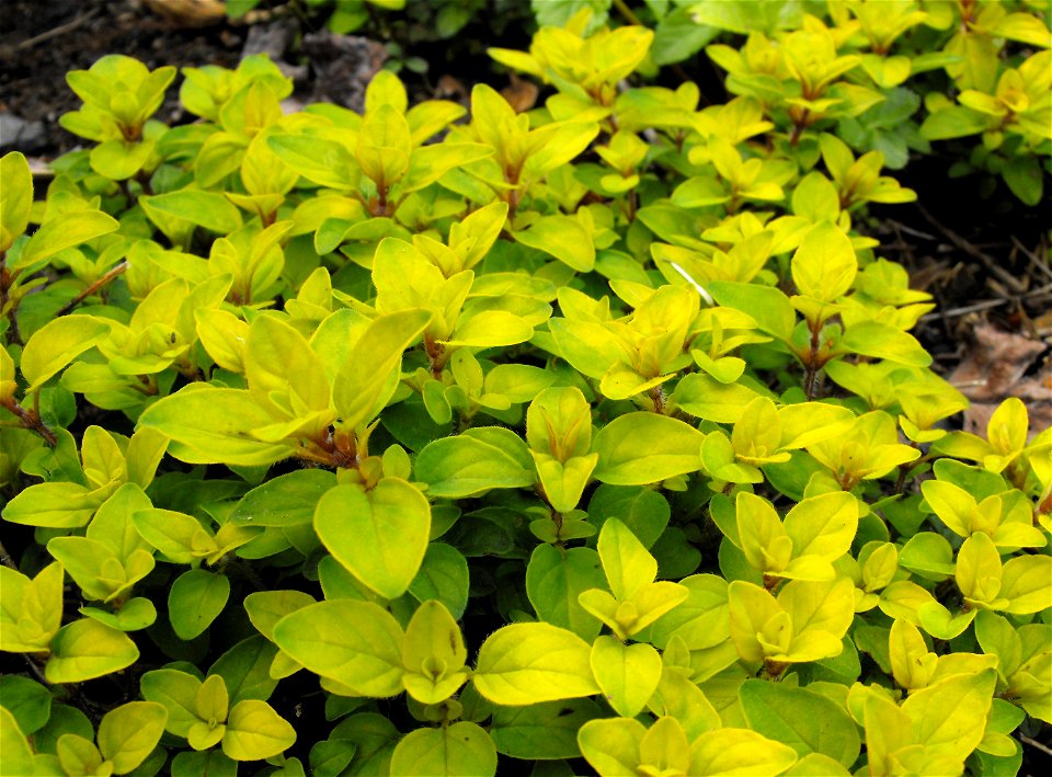 Origanum vulgare cv. 'Norton's Gold' at the UC Berkeley Botanical Garden, California, USA. Identified by sign.
