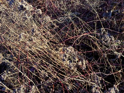 Een begroeiing van de associatie van dauwbraam en marjolein (Rubo-Origanetum) in de winter, met onder andere wilde marjolein en (te) veel dauwbraam. Er is geen beheer uitgevoerd bij deze zoom. photo