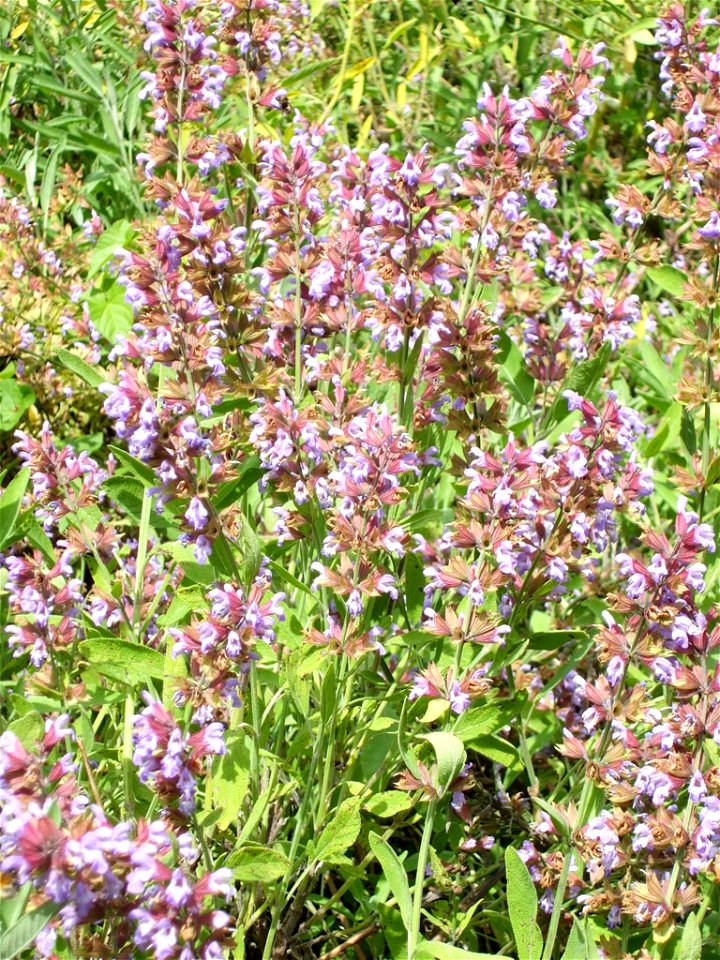 Aromagarten