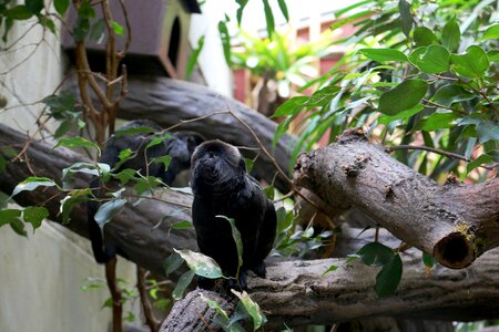 Wood animal monkey photo