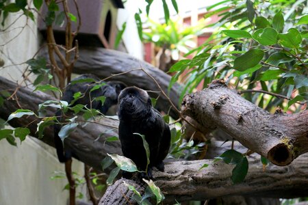 Wood animal monkey