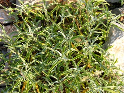 Salvia officinalis, slo.: žajbelj photo:Ziga 12:53, 11 April 2007 (UTC) photo