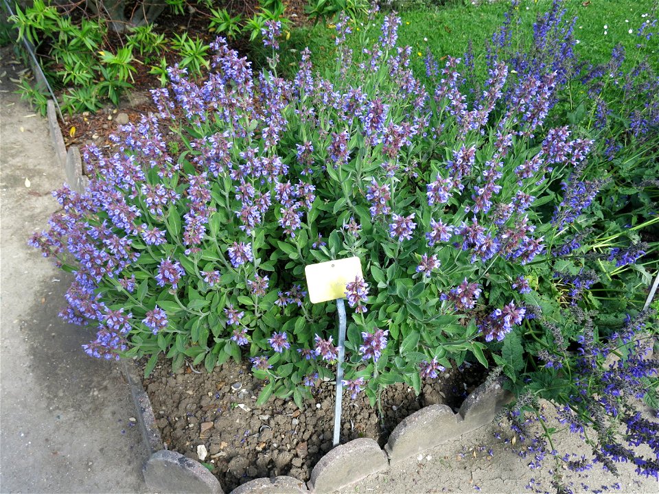 Salvia officinalis in the Jardin des Plantes de Paris. Plant identified by its botanic label.