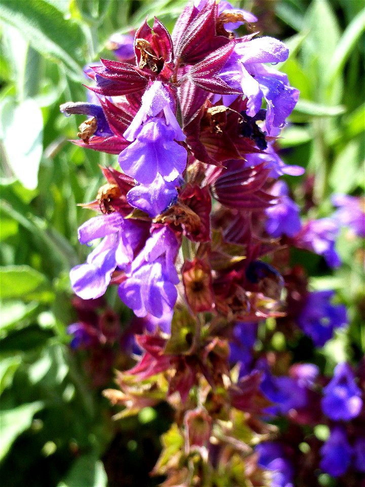 Salvia officinalis flowers close up, Dehesa Boyal de Puertollano, Spain