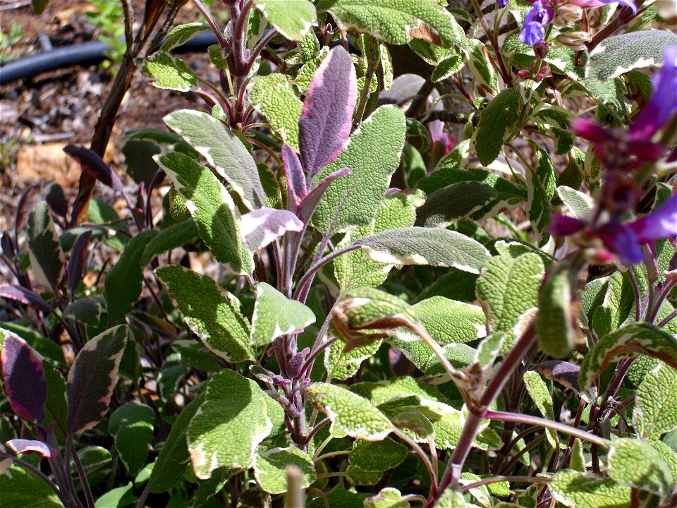 Salvia officinalis Variegata, leaves, Dehesa Boyal de Puertollano, Spain