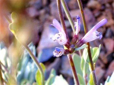 Salvia oxyodon flowers close up, Sierra Nevada, Spain photo
