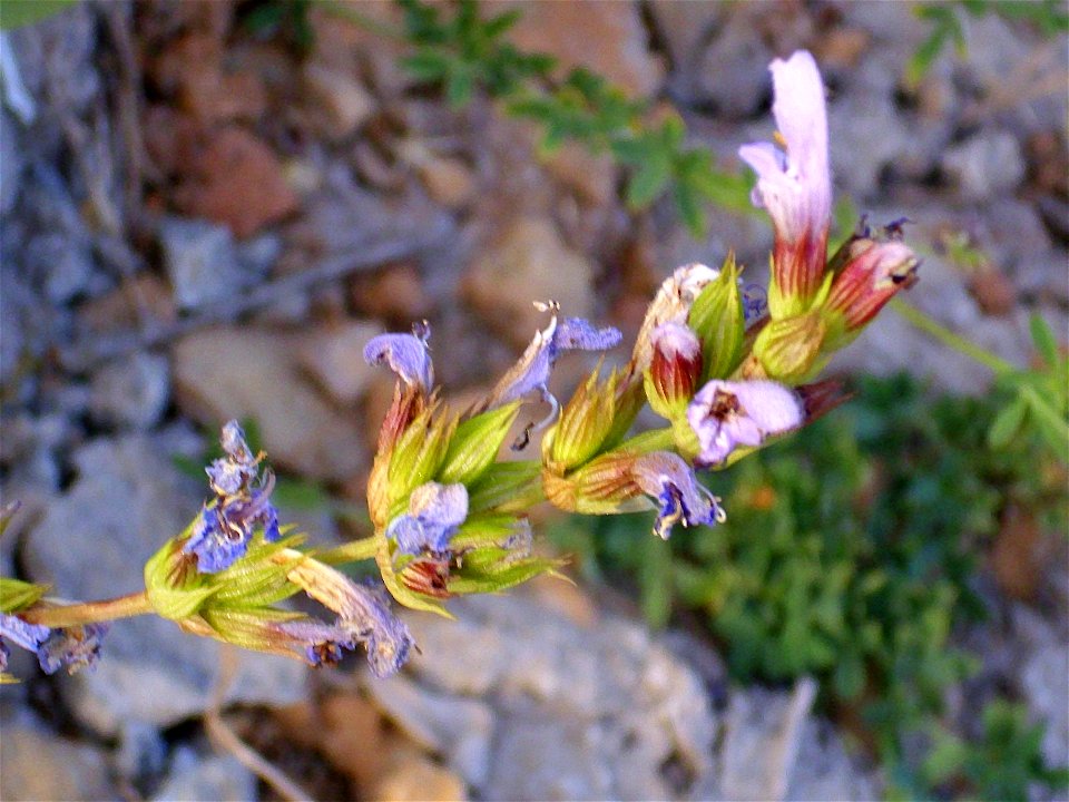 Salvia oxyodon inflorescence, Sierra Nevada, Spain