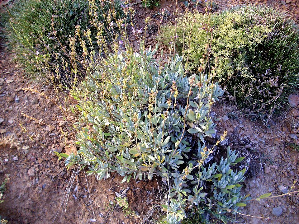 Salvia oxyodon habit, Sierra Nevada, Spain