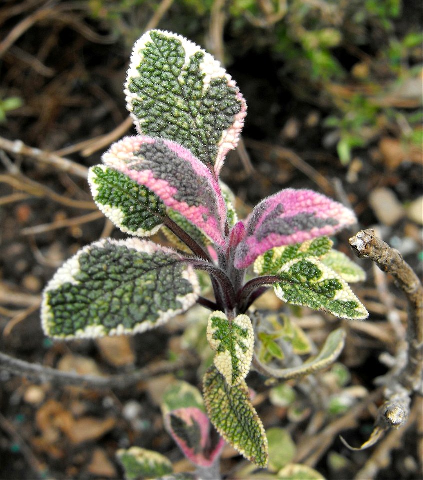 Salvia officinalis 'Tricolor' at the UC Berkeley Botanical Garden, California, USA. Identified by sign.