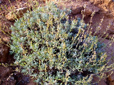 Salvia oxyodon plant, Sierra Nevada, Spain photo