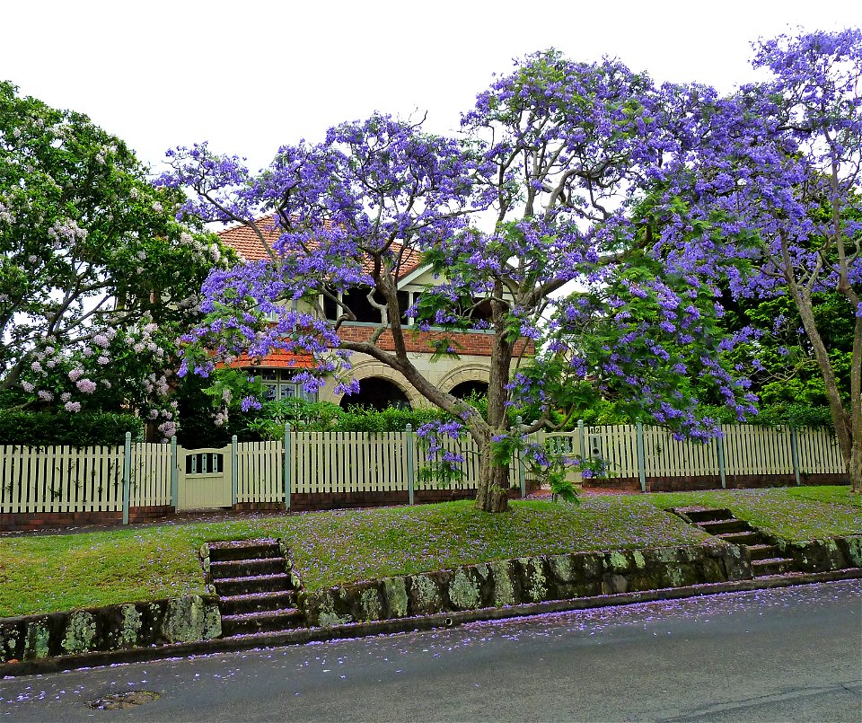 42 Nelson Road, Lindfield, New South Wales, Australia. photo