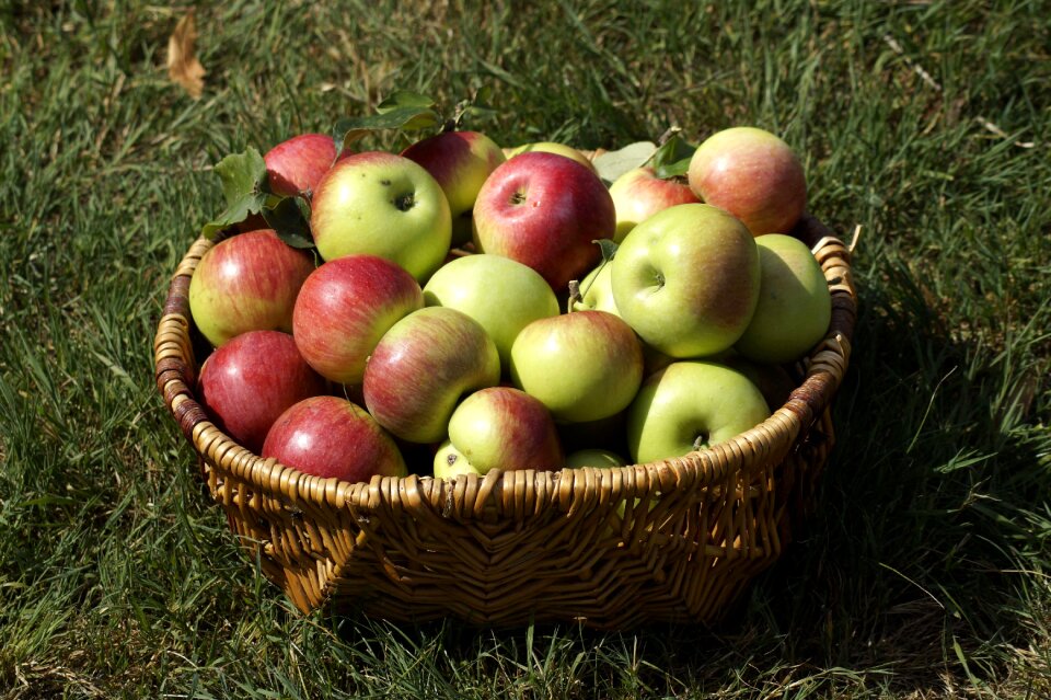 Fruit harvest nature