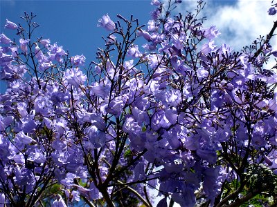 flowers of the Jacaranda tree, Mount Wellington, Auckland, New Zealand photo