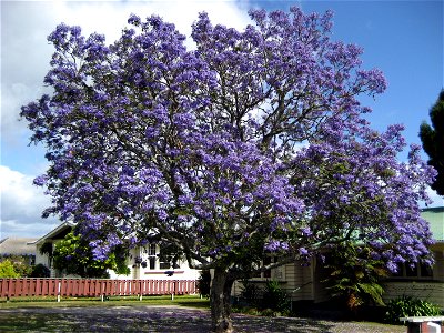 Jacaranda tree in flower in Whakatāne, New Zealand