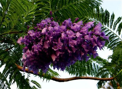Flowers of Jacaranda mimosifolia (also known as jacaranda, blue jacaranda, black poui or the fern tree). photo