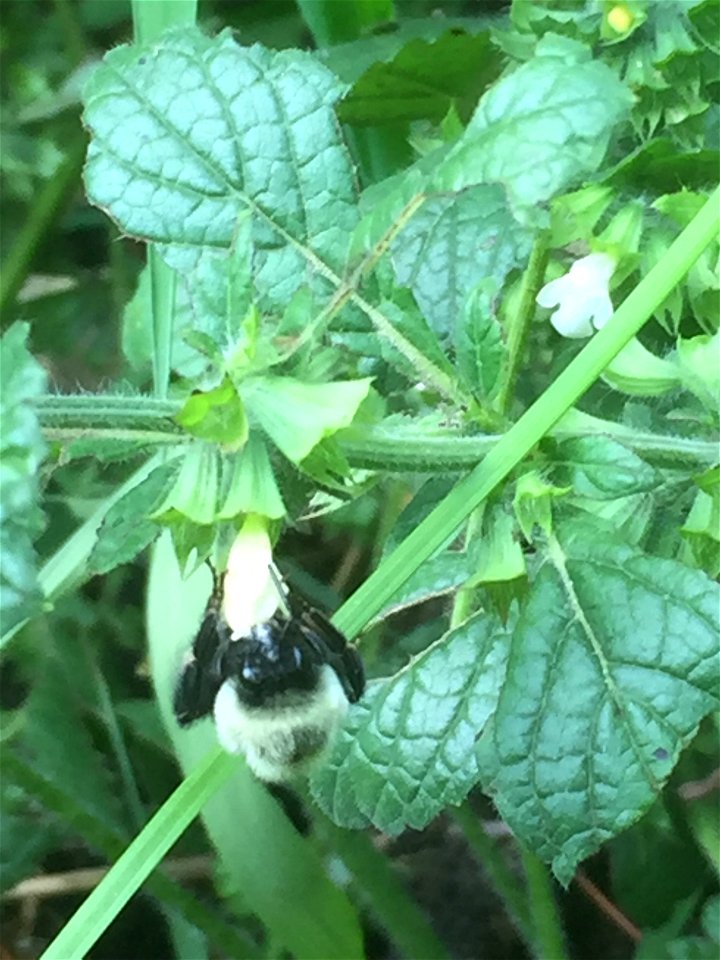 A closeup of a bumblebee drinking nectar from a lemon balm flower.