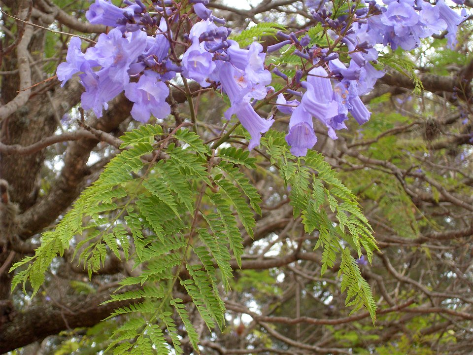 Jacararanda flowers and leaves, Monte Alban, Mexico