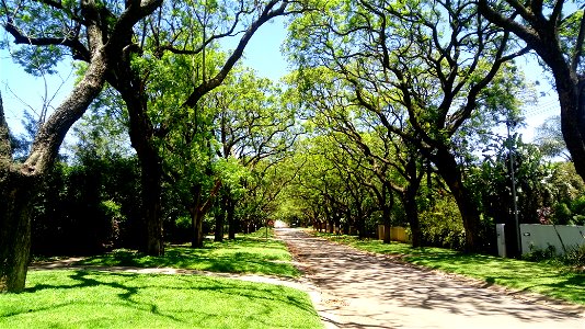 Streetscape in the embassy suburb of Brooklyn, Pretoria, RSA. Jacaranda trees form an archway over the street. photo