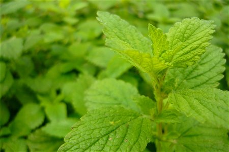 Plant melissa