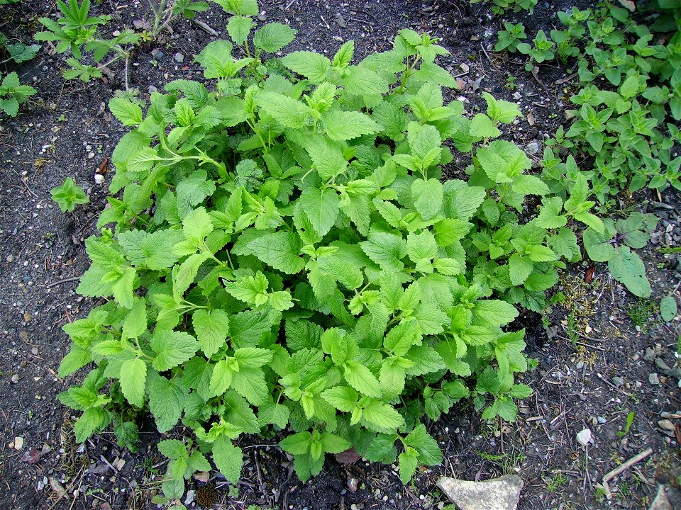 Lemon balm (Melissa officinalis)