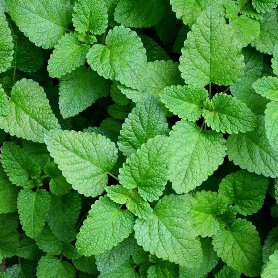 Lemon balm – Melissa officinalis