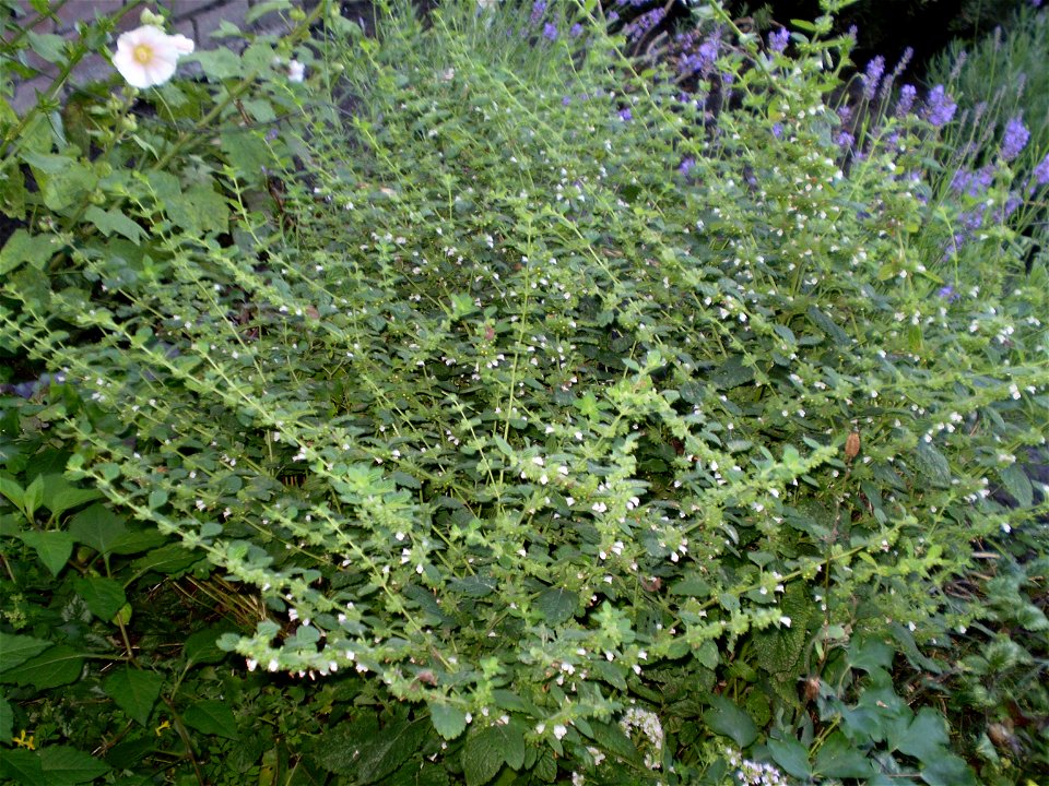 Melissa officinalis