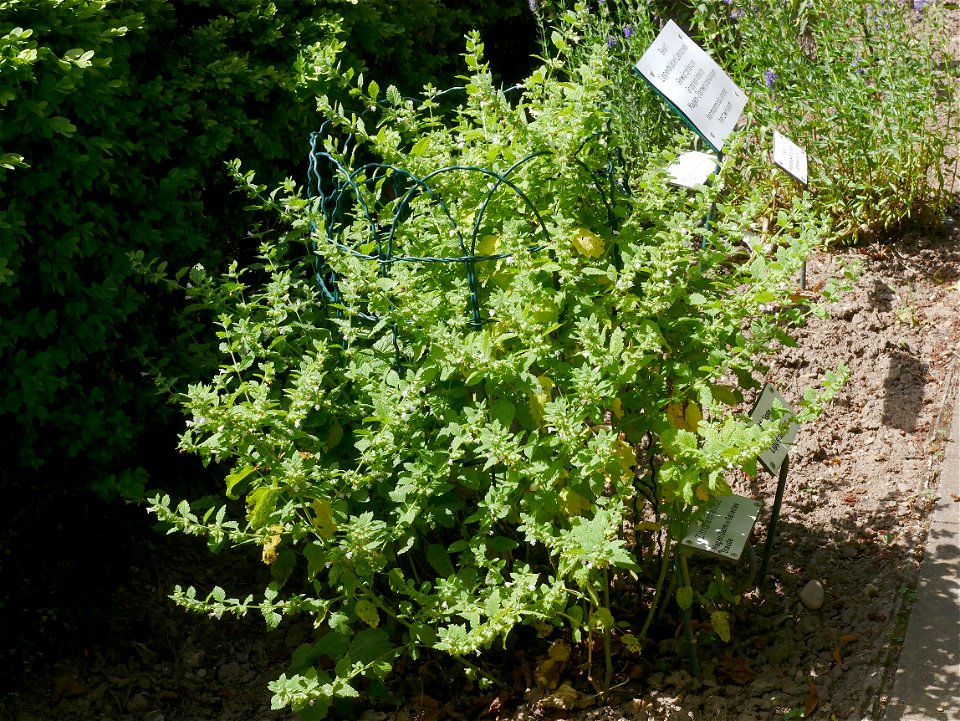 Zitronenmelisse (Melissa officinalis) im Freilichtmuseum Roscheider Hof. Standort: Kräutergarten
