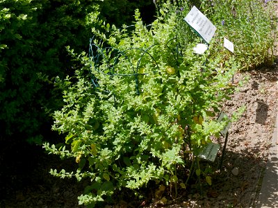 Zitronenmelisse (Melissa officinalis) im Freilichtmuseum Roscheider Hof. Standort: Kräutergarten