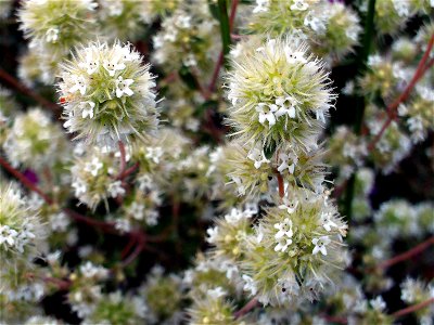 Origanum majorana flowers close up in Dehesa Boyal de Puertollano, Spain