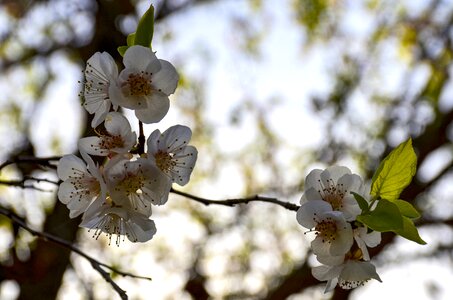 Blossom branch apple
