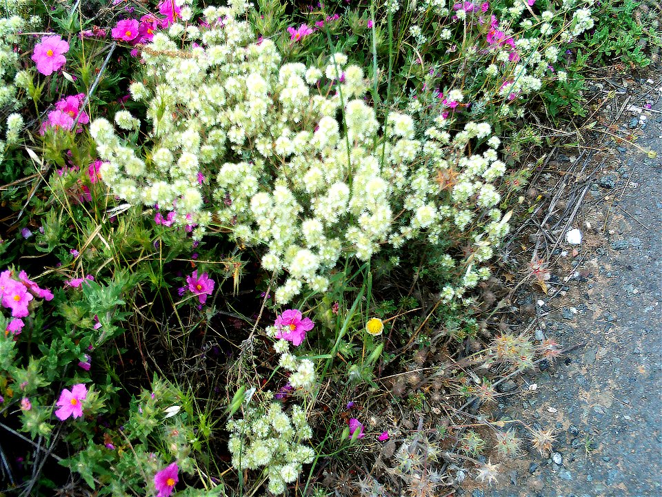 Origanum majorana habit Dehesa Boyal de Puertollano, Spain