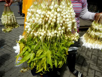 Jasminum sambac in the Philippines Jasminum sambac Sampaguita garland vendors in the Philippines Baclaran Church Baclaran Mosque Sinirangan Coffee Shop (The Carilllon, Baclaran Church) Legislative dis