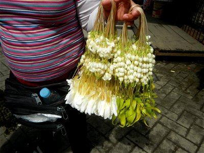 Jasminum sambac in the Philippines Jasminum sambac Sampaguita garland vendors in the Philippines Baclaran Church Baclaran Mosque Sinirangan Coffee Shop (The Carilllon, Baclaran Church) Legislative dis