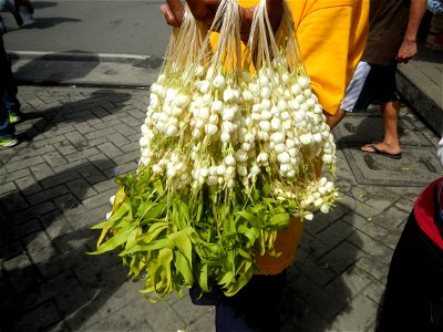 Jasminum sambac in the Philippines Jasminum sambac Sampaguita garland vendors in the Philippines Baclaran Church Baclaran Mosque Sinirangan Coffee Shop (The Carilllon, Baclaran Church) Legislative dis