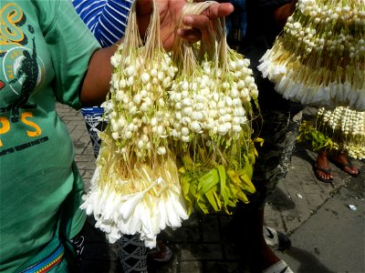 Jasminum sambac in the Philippines Jasminum sambac Sampaguita garland vendors in the Philippines Baclaran Church Baclaran Mosque Sinirangan Coffee Shop (The Carilllon, Baclaran Church) Legislative dis