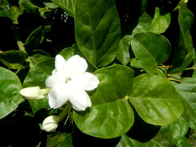 Sampaguita Jasminum sambac in the Philippines Category:Sitios and puroks of the Philippines Subdivisions of the Philippines Barangays Poblacion 14°57'17"N   120°54'2"E Santo Cristo  14.9522, 120.9259 