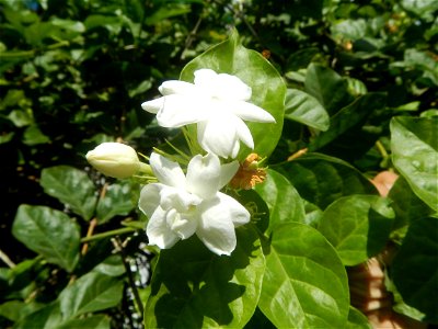Sampaguita Jasminum sambac in the Philippines Category:Sitios and puroks of the Philippines Subdivisions of the Philippines Barangays Poblacion 14°57'17"N   120°54'2"E Santo Cristo  14.9522, 120.9259 