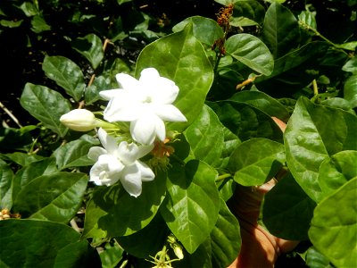 Sampaguita Jasminum sambac in the Philippines Category:Sitios and puroks of the Philippines Subdivisions of the Philippines Barangays Poblacion 14°57'17"N   120°54'2"E Santo Cristo  14.9522, 120.9259 