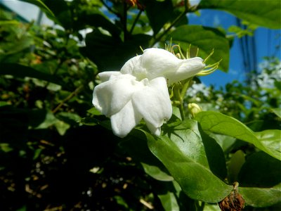 Sampaguita Jasminum sambac in the Philippines Category:Sitios and puroks of the Philippines Subdivisions of the Philippines Barangays Poblacion 14°57'17"N   120°54'2"E Santo Cristo  14.9522, 120.9259 