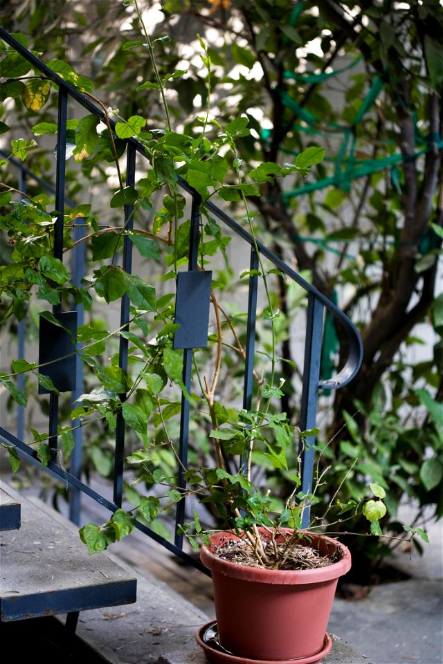 A Jasminum sambac about two years old