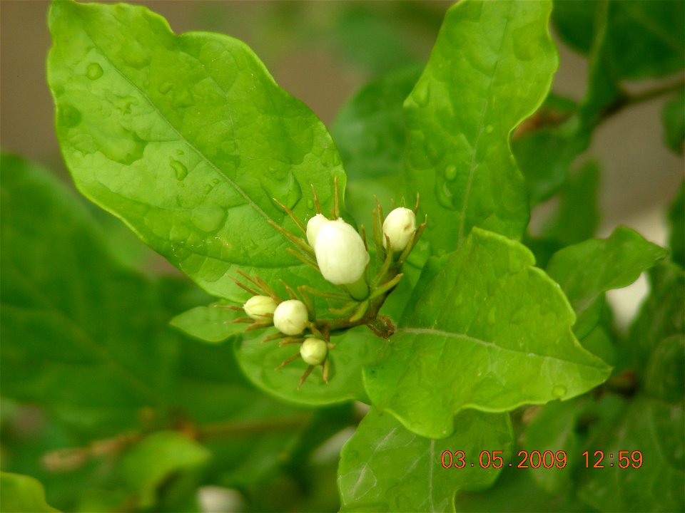 White Chameli in My own House. After Rain I clicked this Photo.