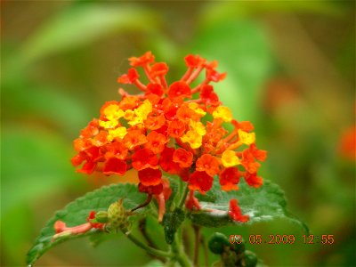 Jungle Hunny Flower in My own House. After Rain I clicked this Photo.